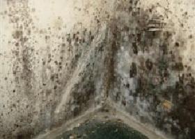 Water Damage and Mold Remediation
