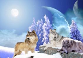 Wolf wallpapers