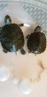 A COUPLE MORE NEW TURTLES TODAY.