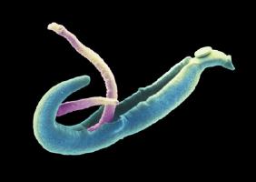 flesh-eating parasites