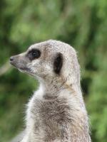 Сурикаты в зоопарке [meerkats at the zoo]