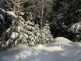 фото дня-зима