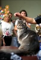 Кошки, кошачьи выставки