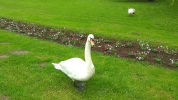Swan in the Park