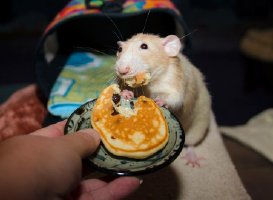 rats eating pancakes